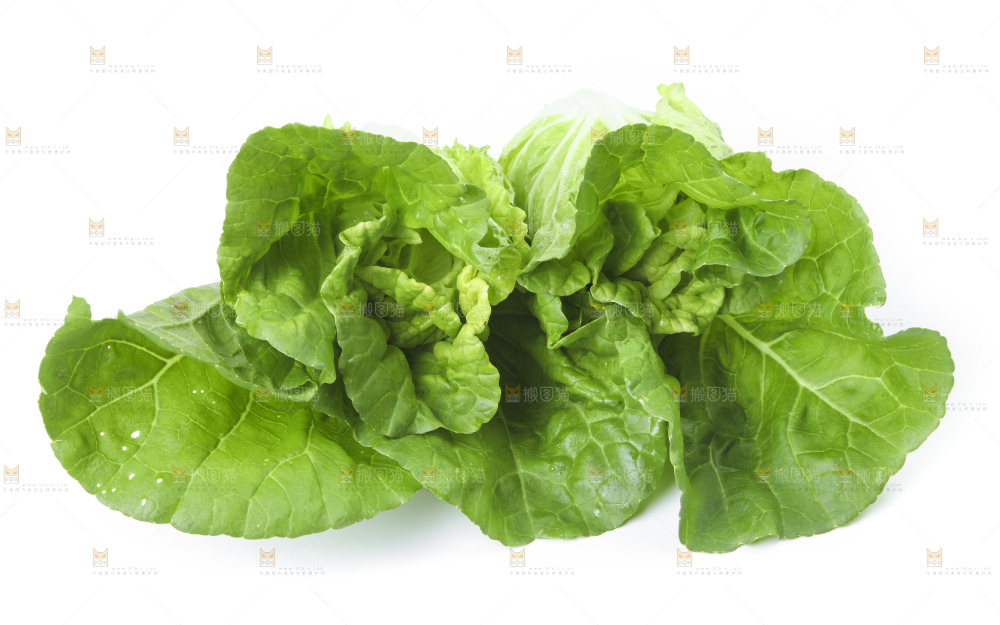白底上放着大白菜