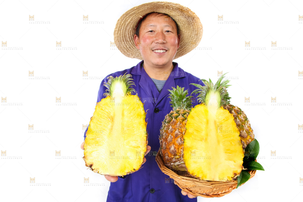 农民手里拿着香水菠萝
