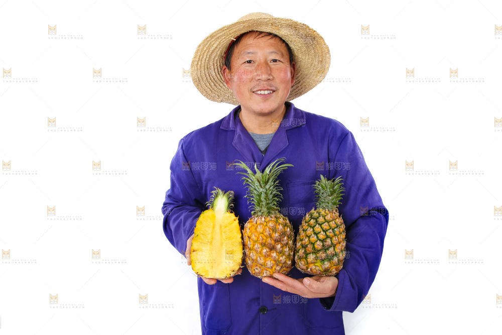 农民手里拿着香水菠萝