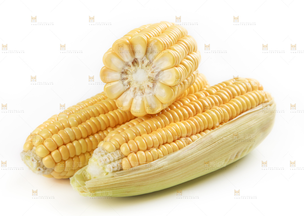 白底上的新鲜玉米