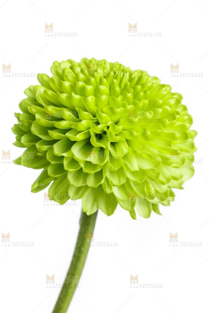 白底上放着绿色绣球菊