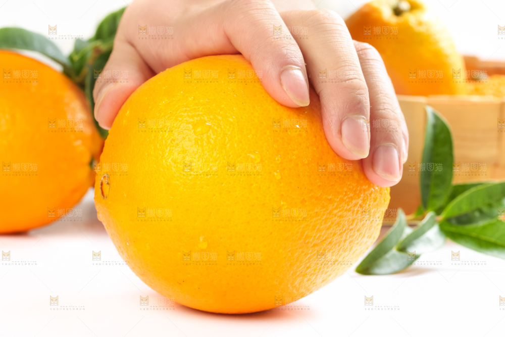 白底上的江西脐橙