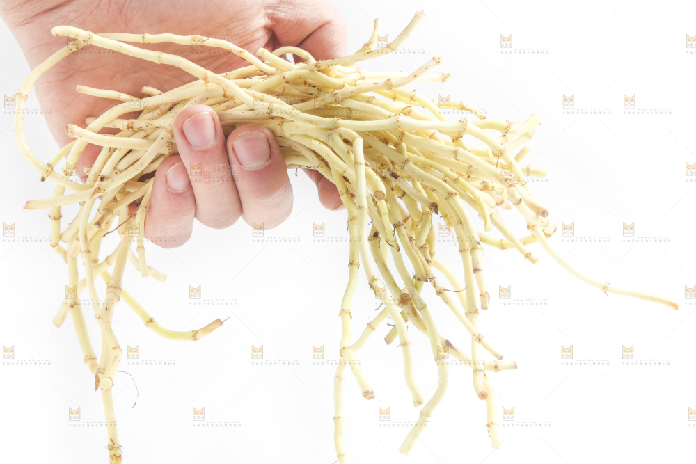 手里拿着新鲜鱼腥草