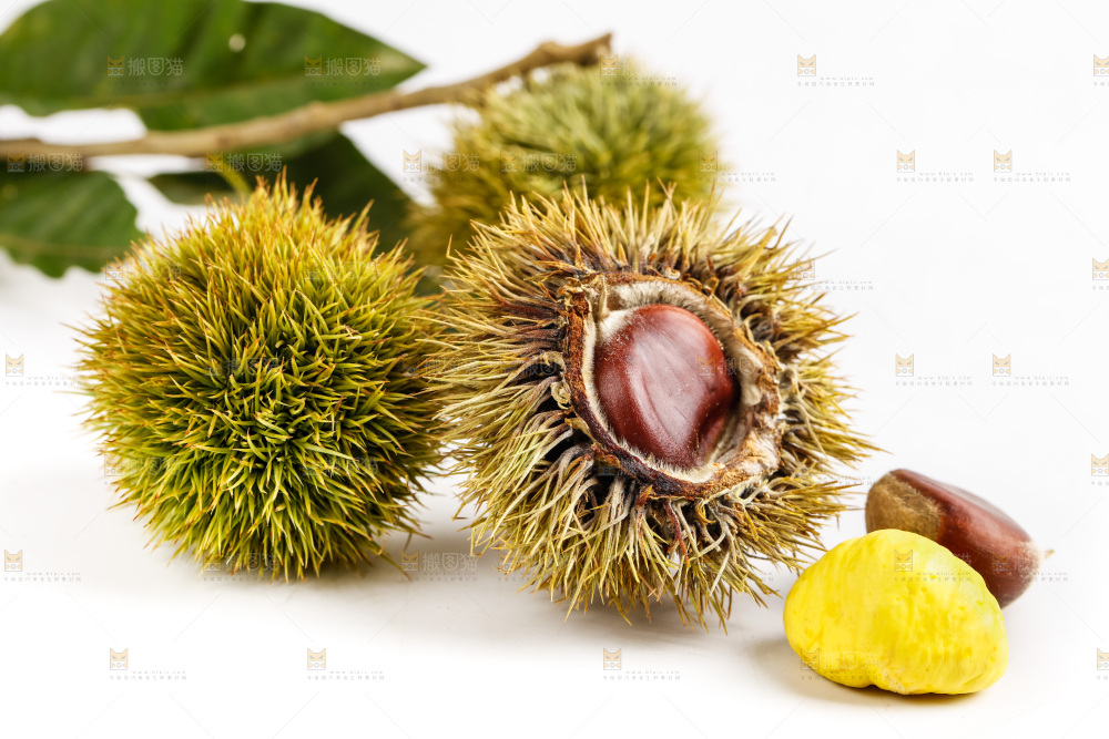 白底上放着生板栗