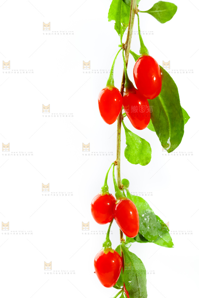 白底上放着枸杞