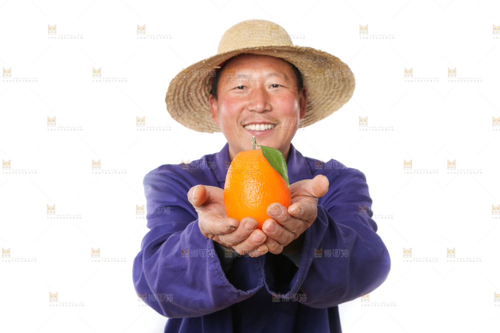 农民手里拿着秭归脐橙
