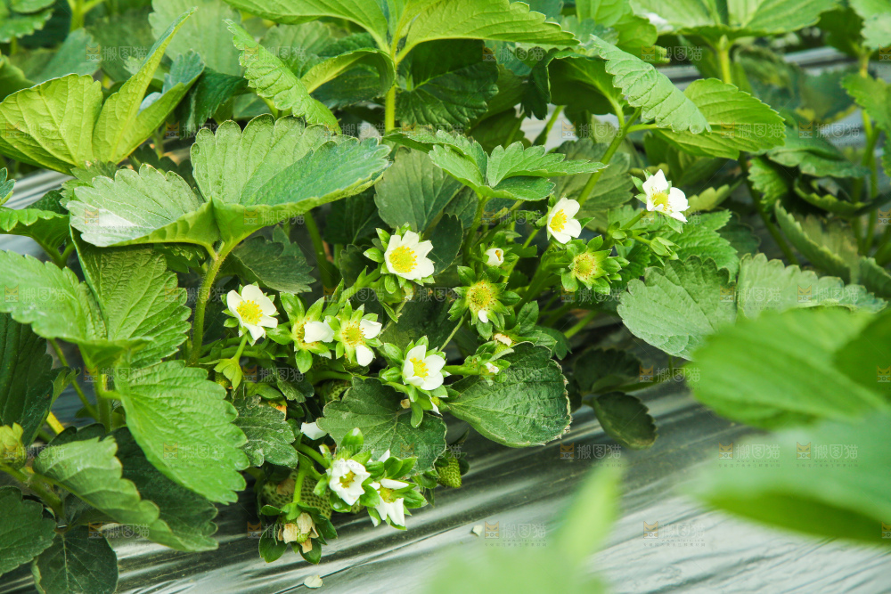 草莓种植基地