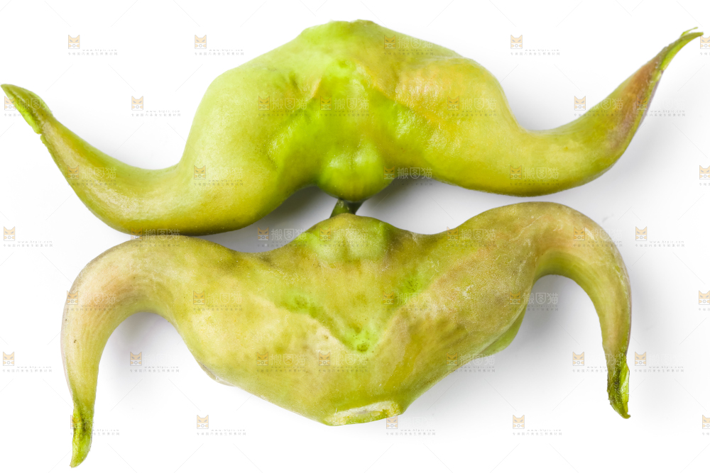 浅底上的新鲜菱角