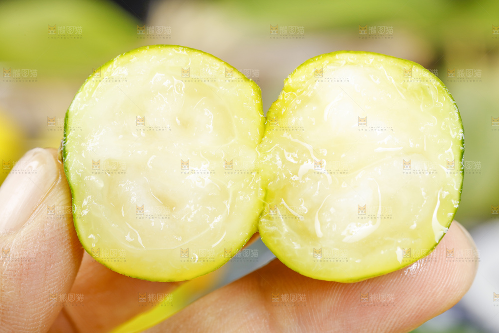 手里拿着广西脆皮金桔