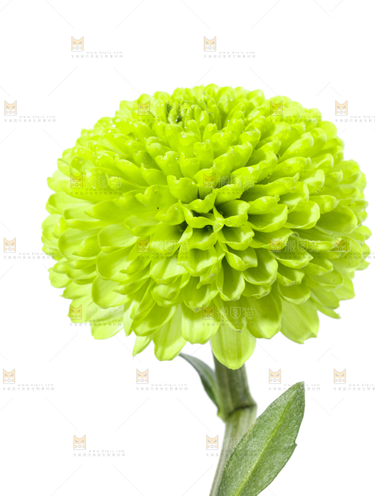白底上放着绿色绣球菊