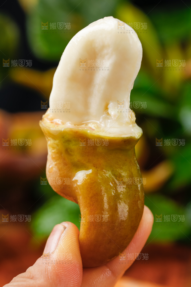 手里拿着新鲜菱角