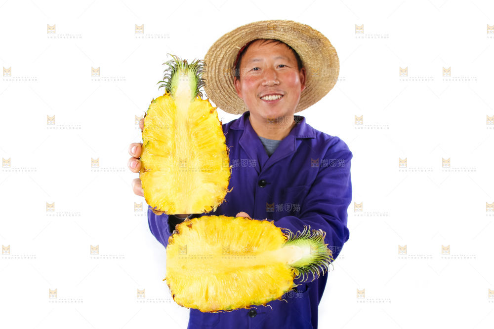 农民手里拿着香水菠萝