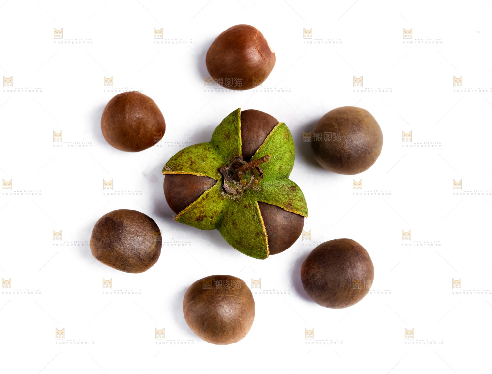 白底上摆放着茶树果