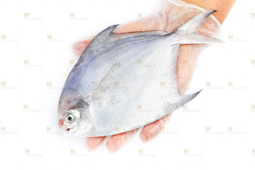 手里拿着野生银鲳鱼