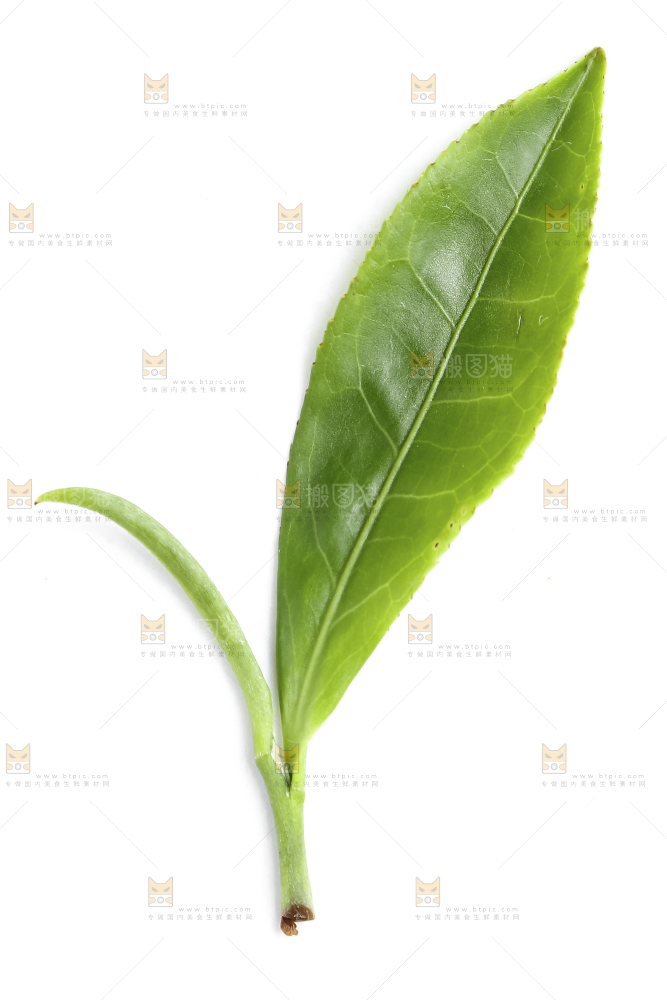 白底上的茶叶