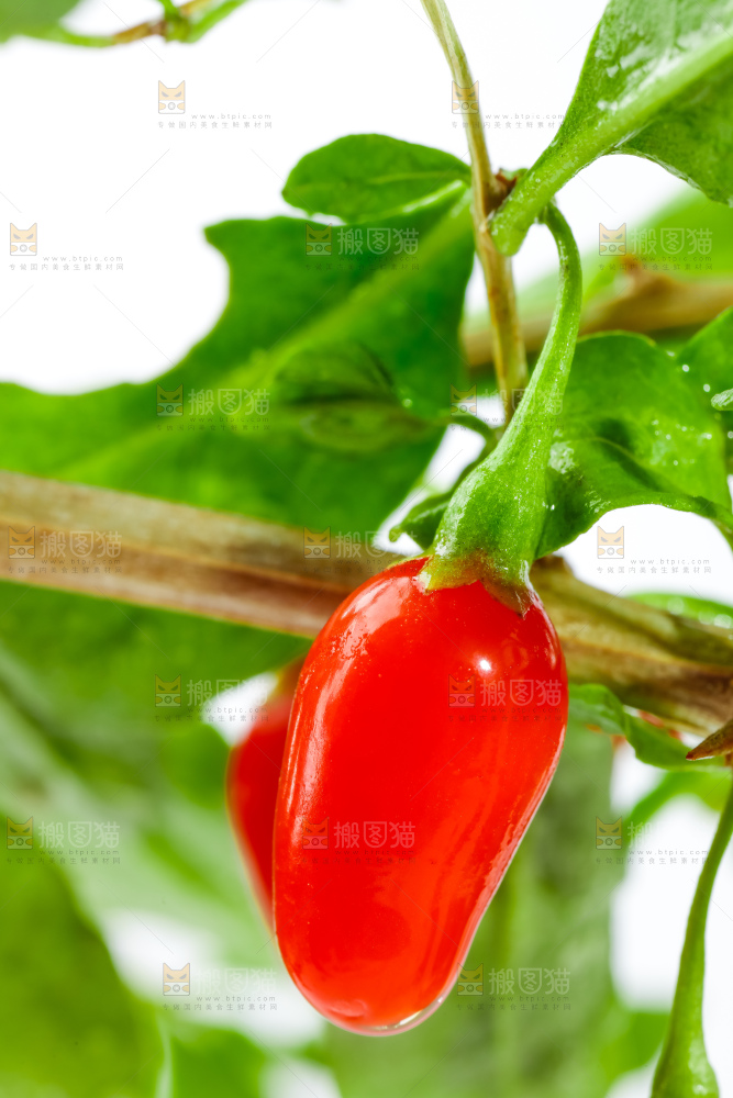 白底上放着枸杞