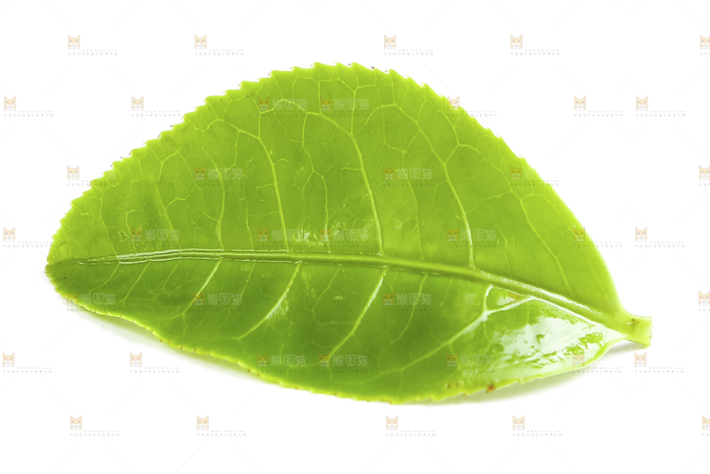 白底上的茶叶