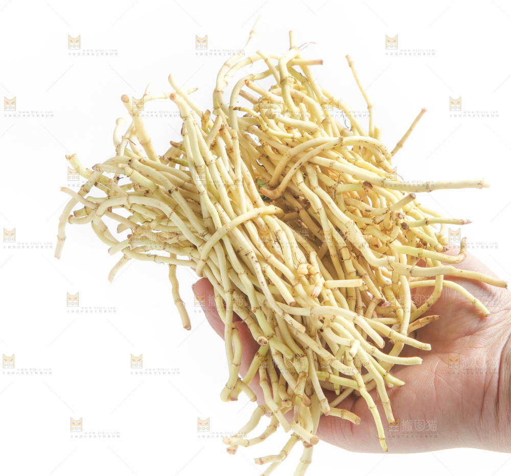 手里拿着新鲜鱼腥草