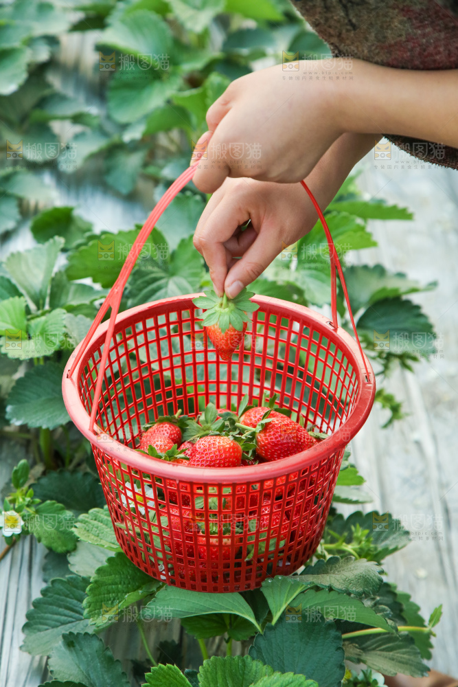 篮子里装着牛奶草莓