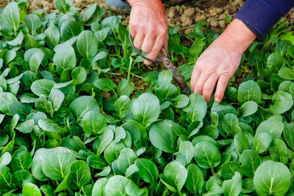 地里种着蔬菜