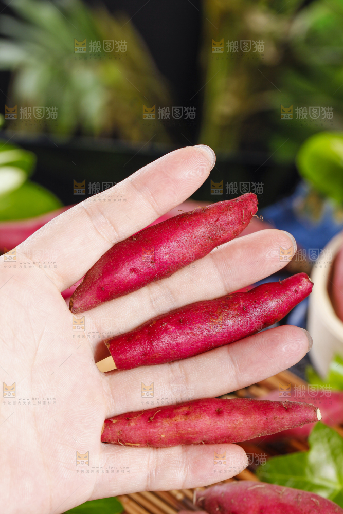 小香薯
