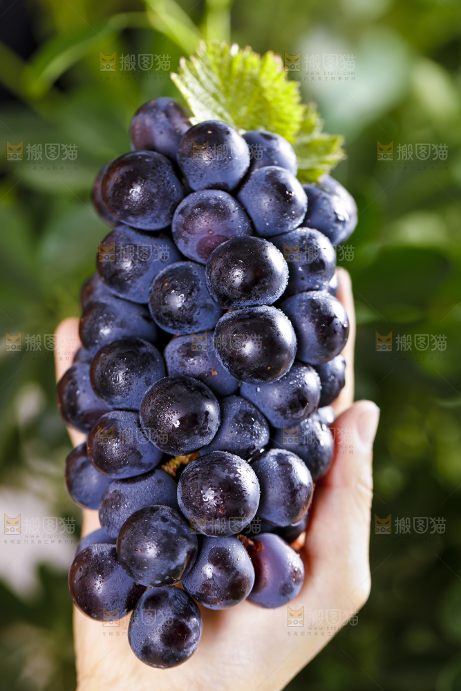 手里捧着夏黑无籽葡萄