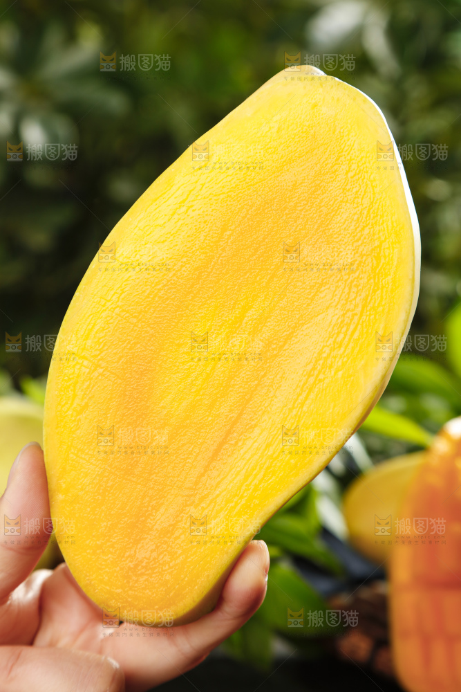 手里拿着金煌芒