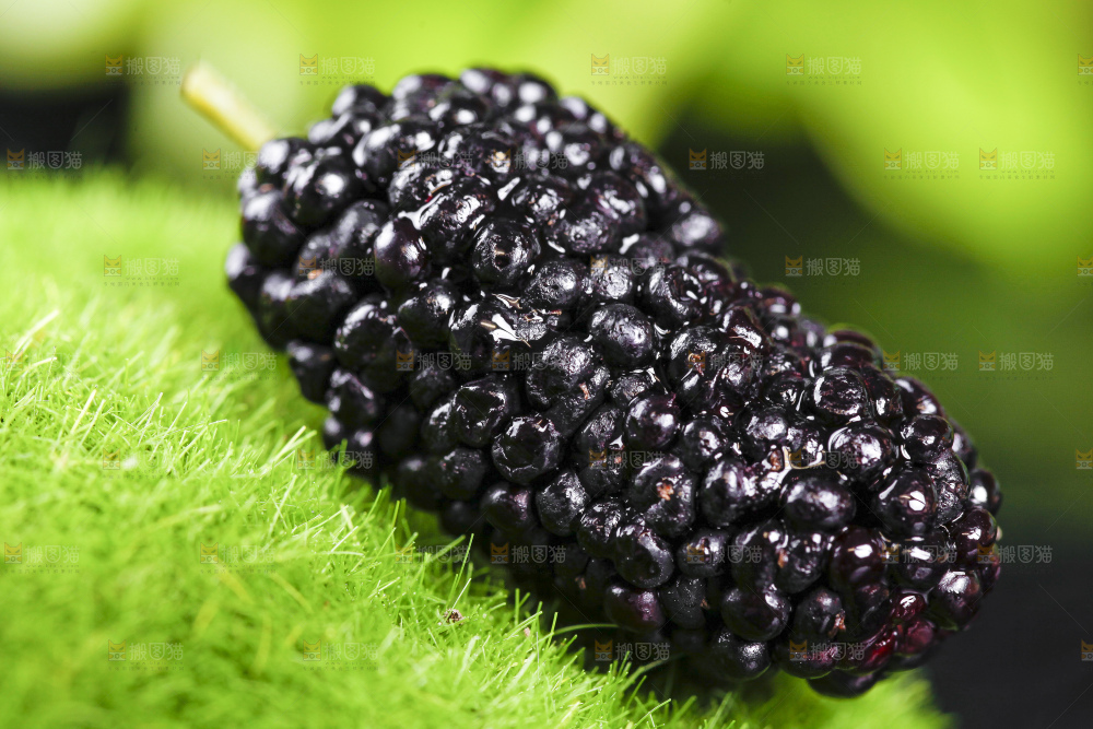 绿草地上摆放着桑葚