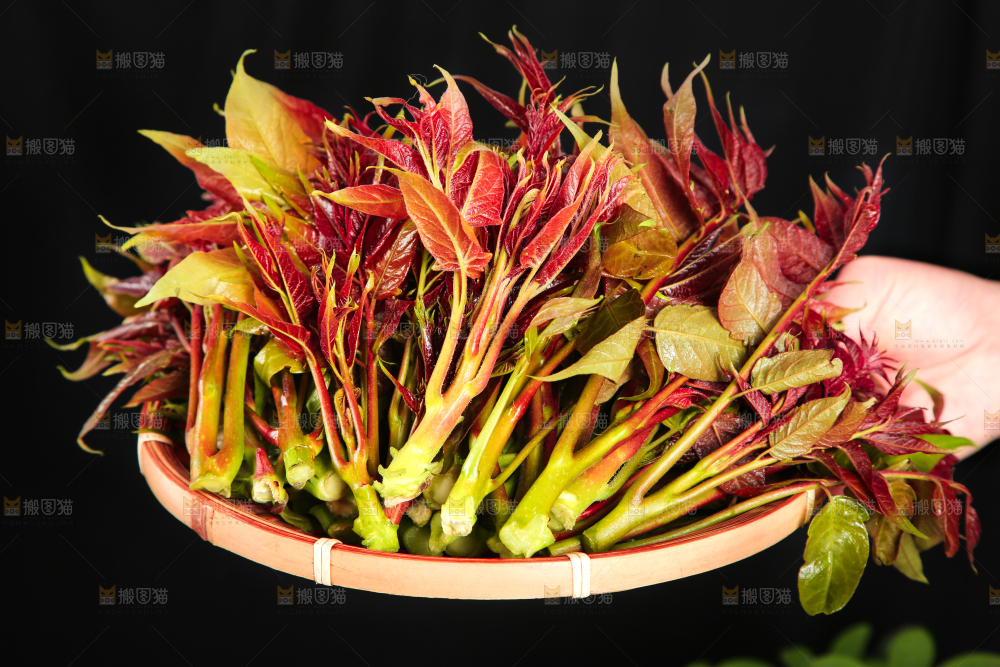 手里拿着一篮香椿芽