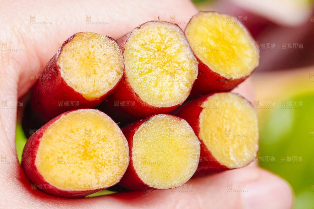 手里拿着小蜜薯