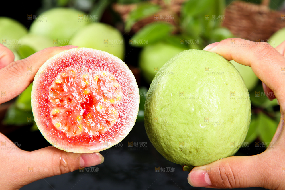 手里拿着软心红芭乐