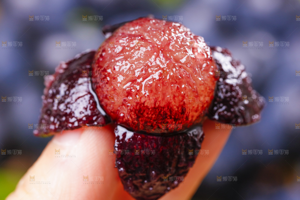 手里拿着夏黑葡萄