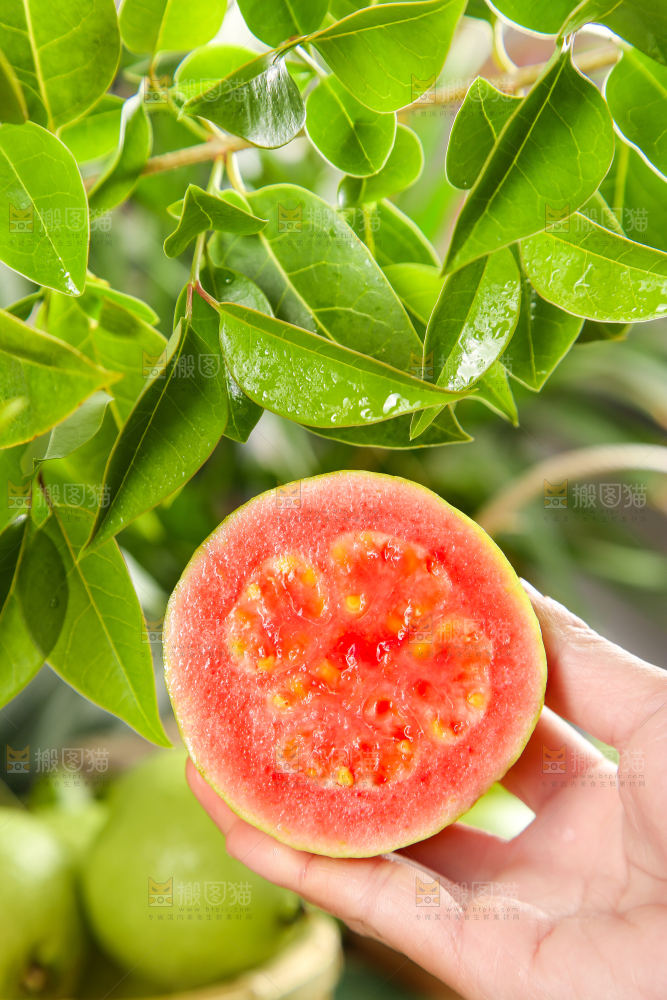 手里拿着红心番石榴
