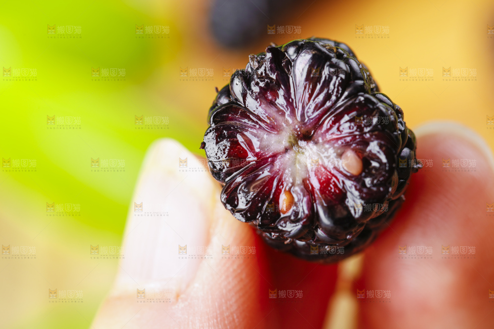 手里拿着黑桑葚