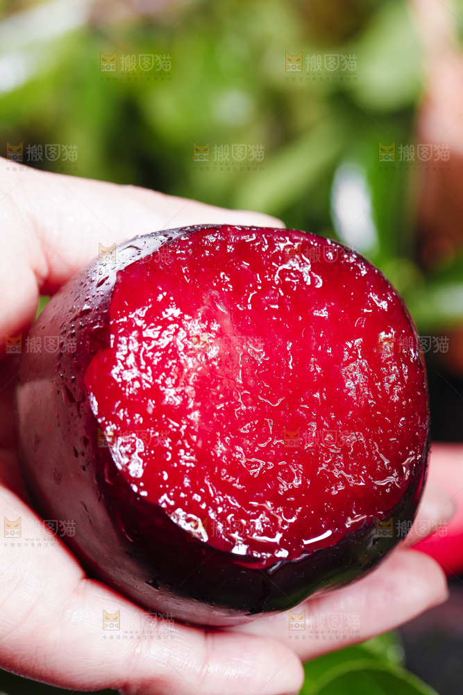 手里拿着红心恐龙蛋