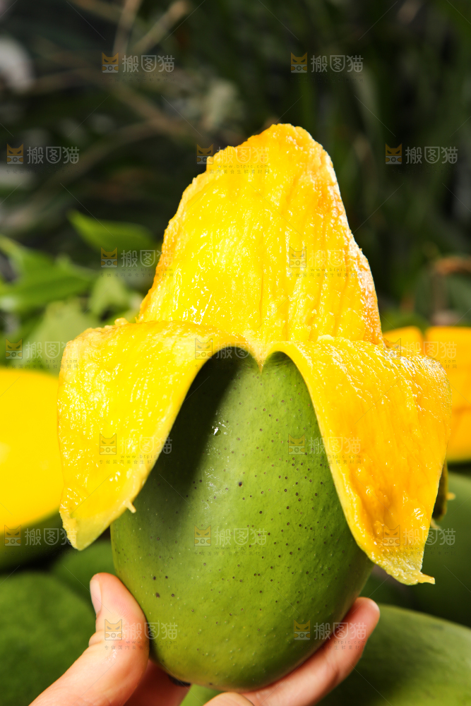 手里拿着青芒果