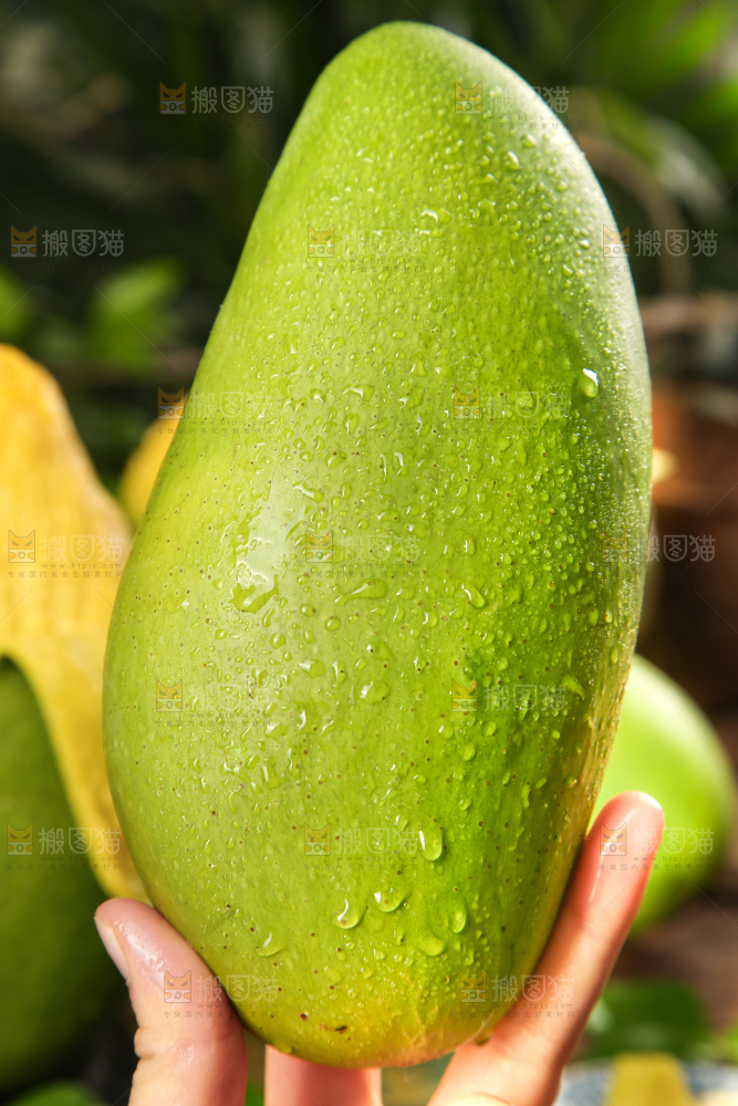手里拿着青芒果
