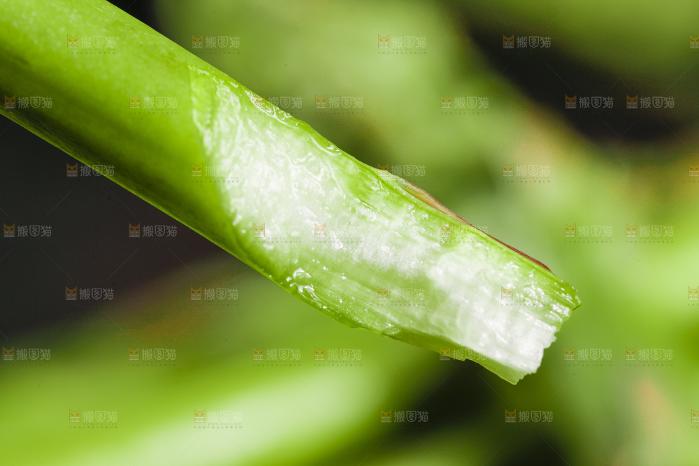 深底上摆放着青芦笋
