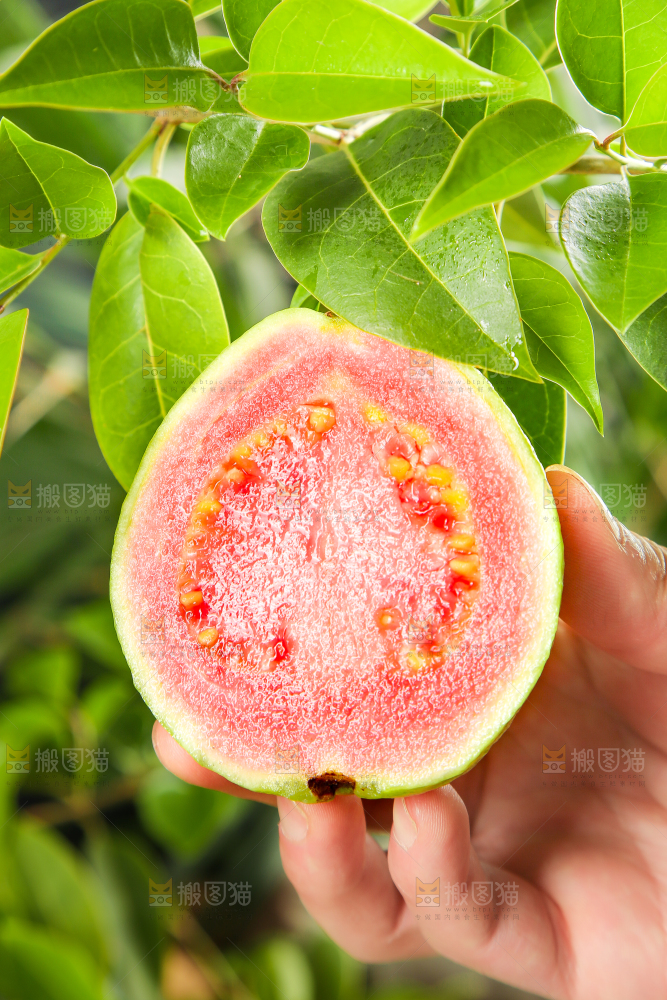 手里拿着红心番石榴