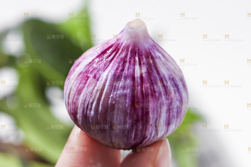 手里拿着独蒜头