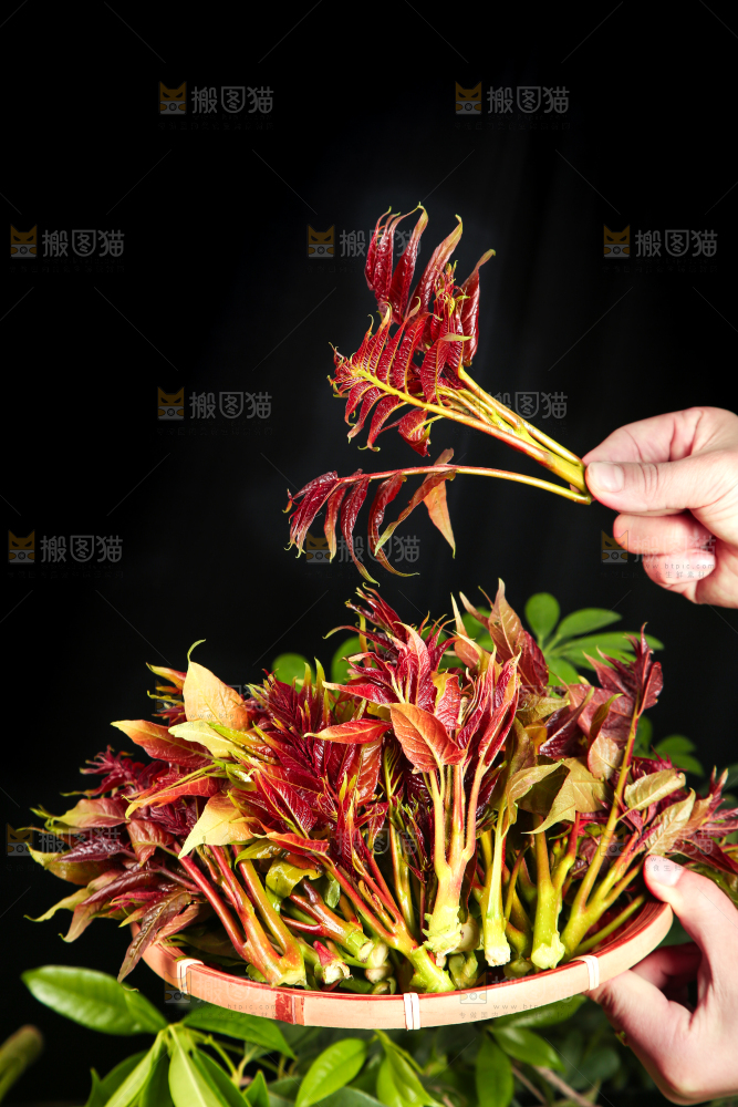 手里拿着一篮香椿芽