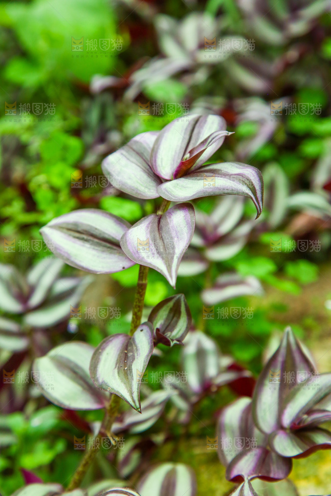 大棚里种植物的蔬菜