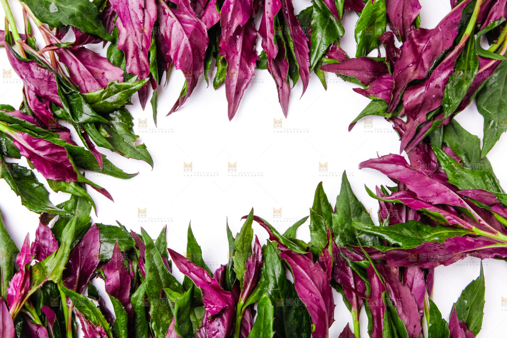 浅底上放着紫背菜