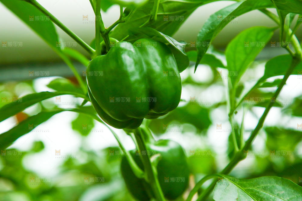 枝叶上结的甜椒