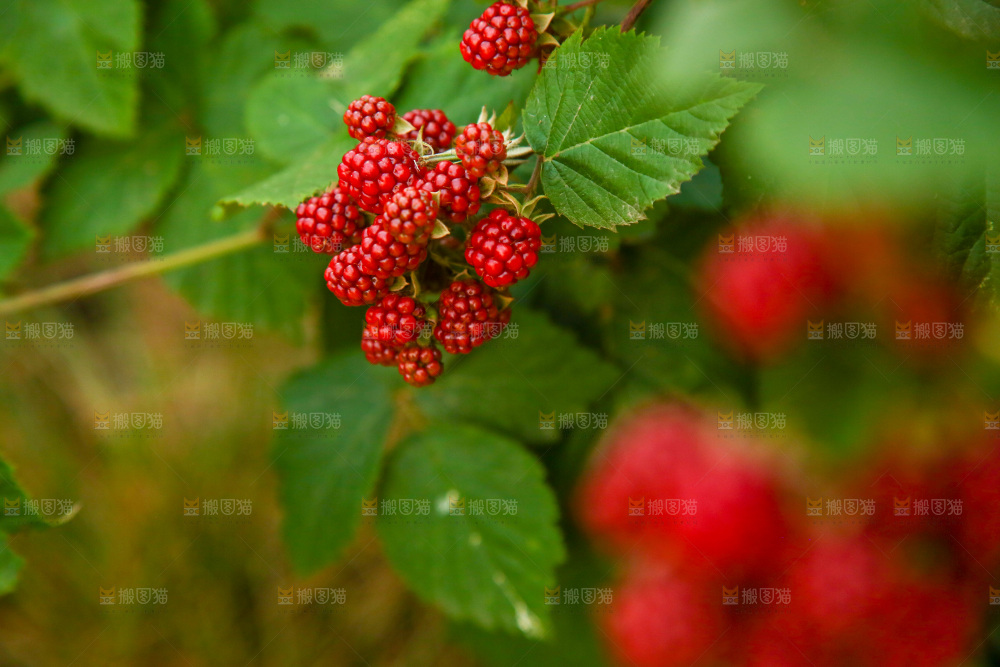 树上的新鲜树莓
