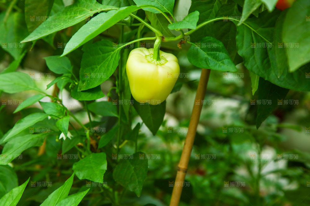大棚里种植物的蔬菜
