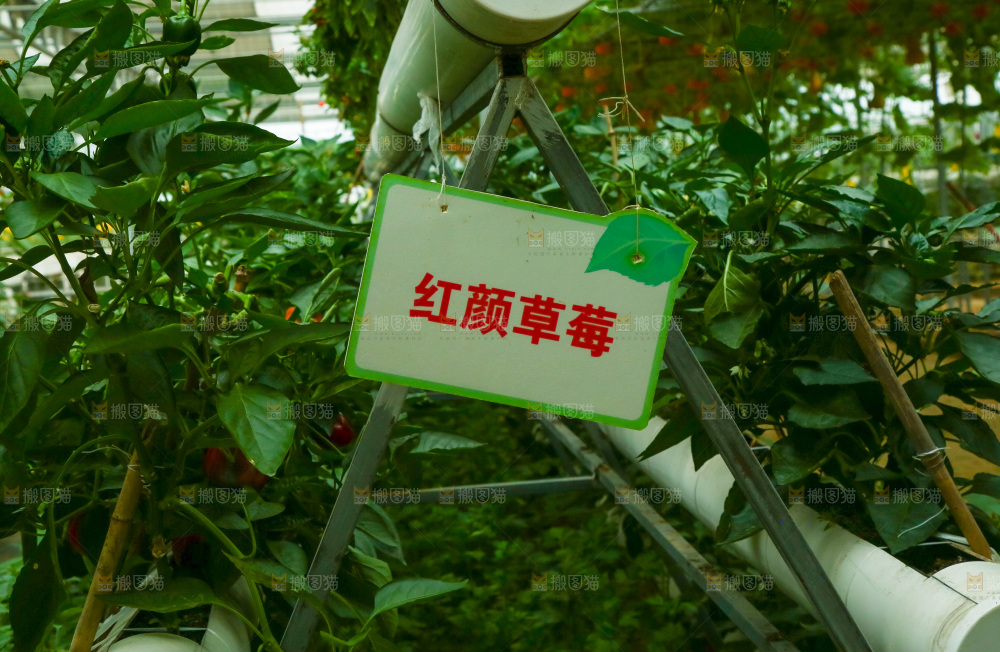 大棚里种植物的蔬菜