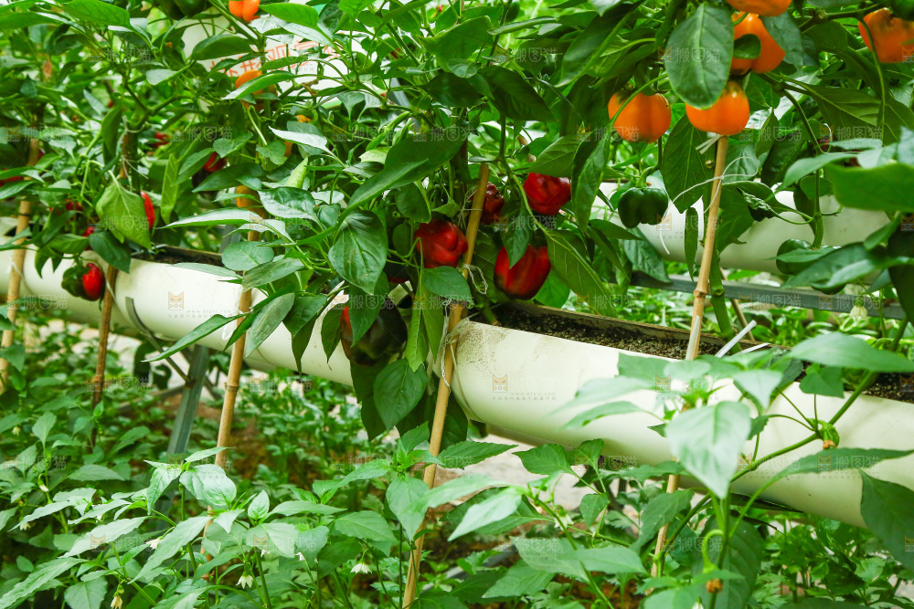 大棚里种植物的蔬菜