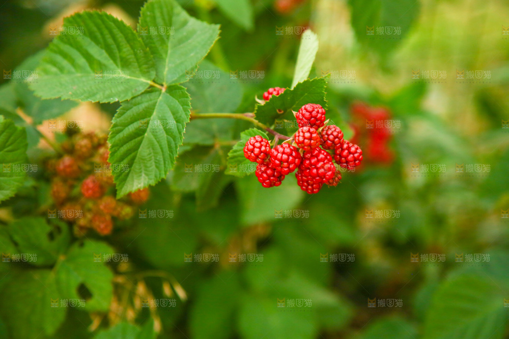 树上的新鲜树莓