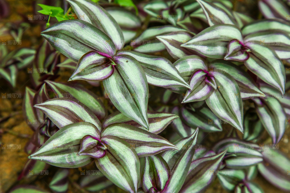 大棚里种植物的蔬菜